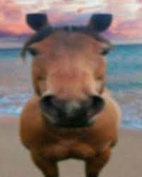Play the horse game